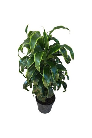 Dracaena Fragrans 'Dorado'