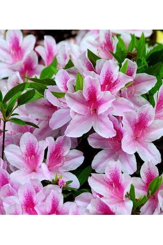 Açelya Çiçeği Ebruli 30-50 Cm