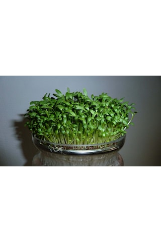 Yerli Tere Mikro Yeşillik Tohumu, Geniş Yapraklı, 15 Gram