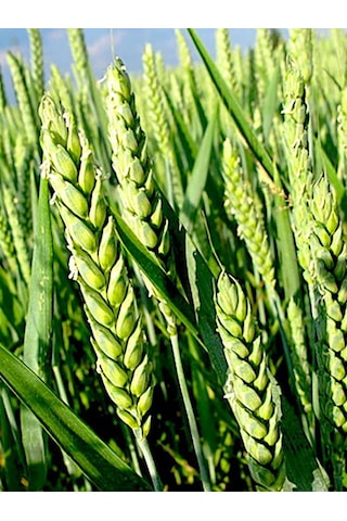 Aysenin Buğday Ruşeym Yağı / Wheat Germ Oil 50 ML.