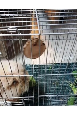 Tavşan Ve Hamsterlar İçin Kemirme Oyuncağı, Eğlenceli Ve Dayanıklı