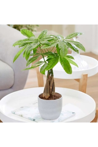 Para Ağacı – Pachira Aquatica 20- 30 cm