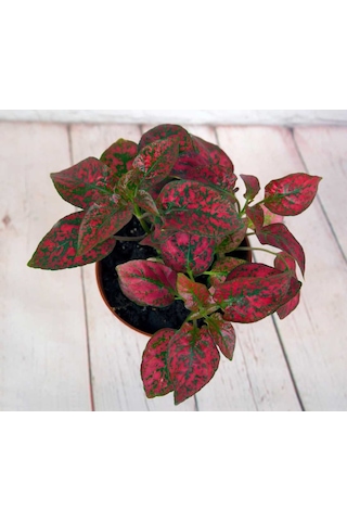 Fittonia Fittonya 3 Adet Farklı Renk 10-20 Cm