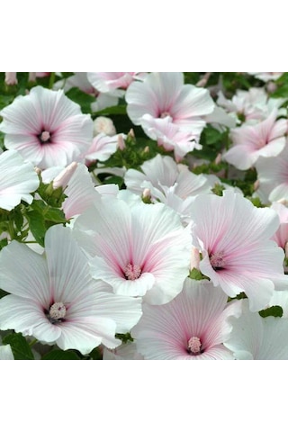 Lavatera Trimestris Regis Pure White Pamuk Çiçeği Tohumu 50 Tohum Lavatera Trimestris Regis Pure White Pamuk Çiçeği Tohumu 50 Tohum
