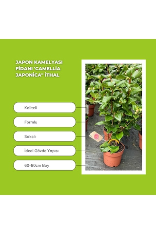 Japon Kamelyası Fidanı 'camellia Japonica'' İthal