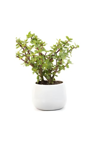 Para Yeşim Çiçeği, 20-30 Cm, Saksılı, Bonsai Yapımına Uygun, Ofis Çiçeği Çok Renkli