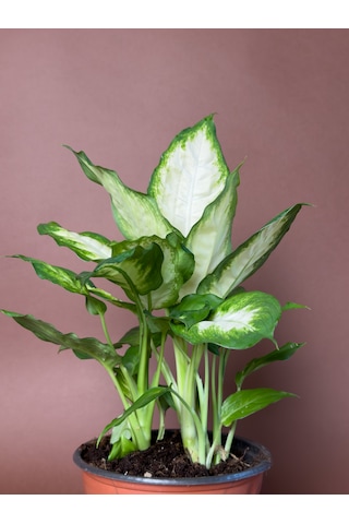 Difenbahya Dieffenbachia 'camille' 40 Cm Alacalı Yapraklı Form