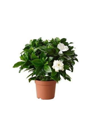 Gardenia Jasmionides Gardenya Fidanı Ofis Salon Bitkisi 10-20 Cm