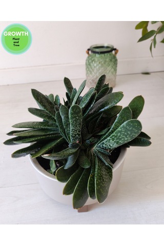 Gasteria Bicolor Sukulent İri Çaplı 1 Adet