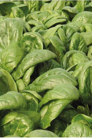 Ispanak Tohumu Ulak 10 Kg