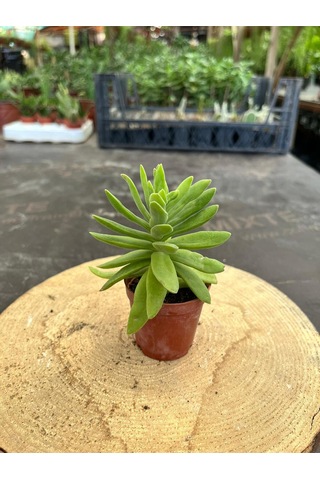 Crassula Money Maker 5.5 Cm Saksıda - Saksı Hediyeli