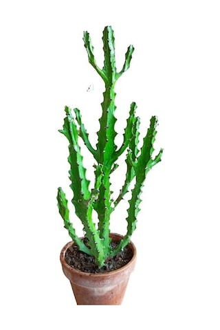 Euphorbia Najuneranatanii - 90 Cm