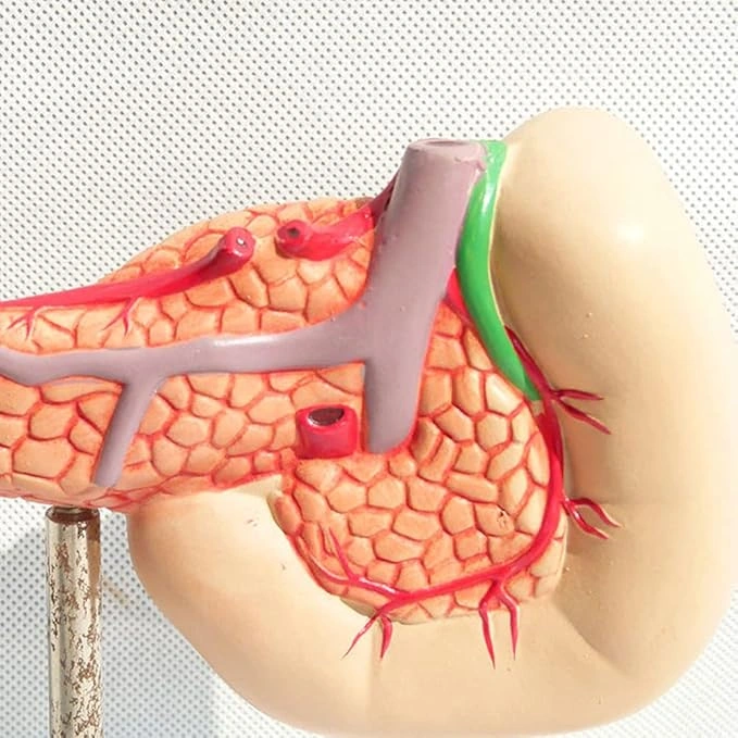 1:1 Yaşam Boyu Anatomik İnsan Pankreas Duodenum Ve Dalak Modeli Eğitim Materyali Çok Renkli