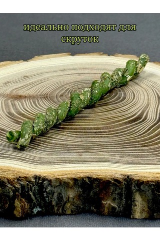 Tajnaa Dver' Para Ve Finans İçin Büyülü Mumlar Hediye Seti 149710573 Yeşil