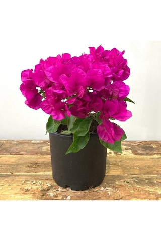 Begonvil Çiçeği-kırmızı 15-20 Cm -bodur Begonvil