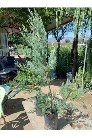 10 Adet Leylandi Siyah Tüp Torbada Ortalama 80 Cm Çit Çamı