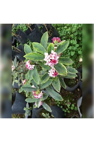 Kafkas Gülü Daphne Kokulu 15 -25 Cm