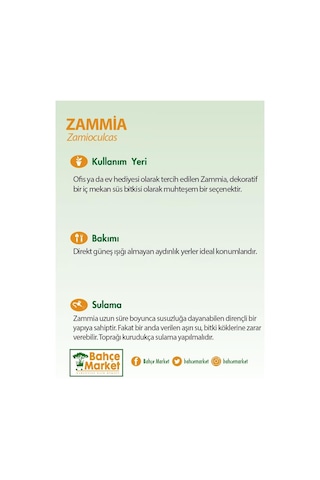 Zammia Yeşil 40-60 Cm