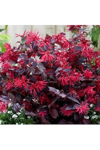 Loropetalum 3 Adet