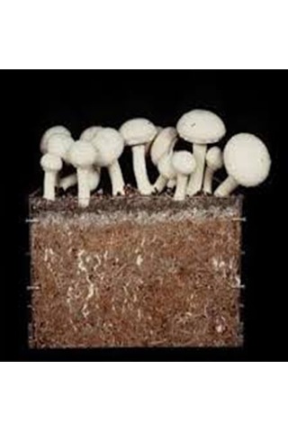 Kültür Mantarı Deneme Kiti Kompostu 1 Adet