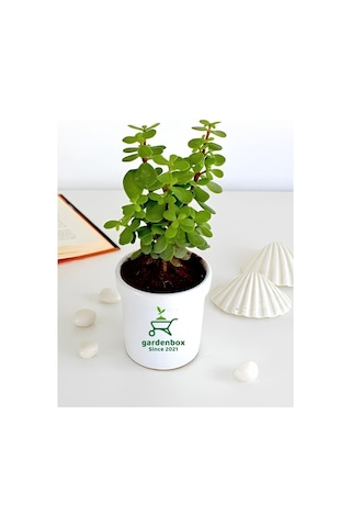 Yeşim Para Çiçeği 1 Adet Dekoratif Canlı Bitki 10-15cm Crassula