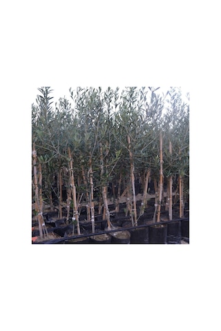 Tüplü Arbequina Bodur İspanyol Zeytin Fidanı 2 Yaş Meyve Verme Durumunda