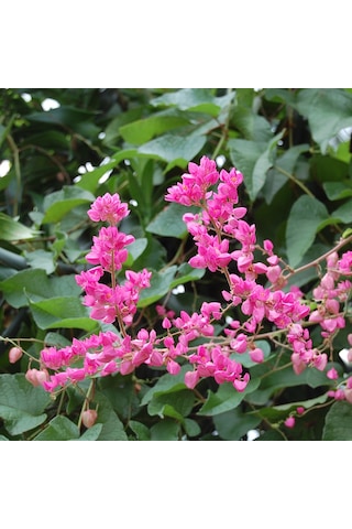 Pembe Çiçekli Çin Aşk Sarmaşığı Tohumu