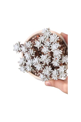 Echeveria Doodleya - Sukulent Haangarden