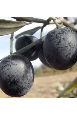 10adet Gemlik Trilye Zeytin Fidanı Tüplü