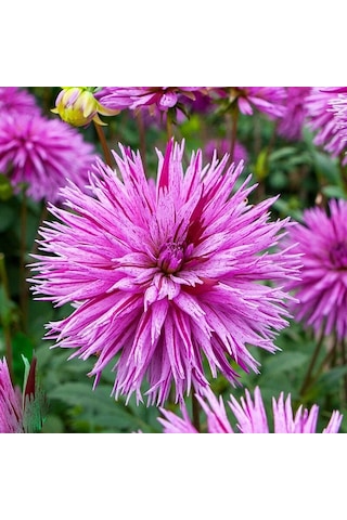 Dev Çiçekli Striped Ambition Dahlia Yıldız Çiçeği Soğanı Yumrusu 1 Adet