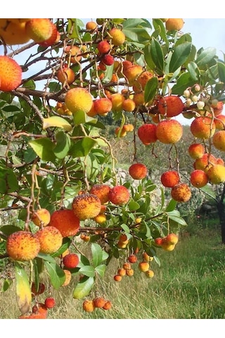 Kocayemiş Dağ Çileği Fidanı Saksılı 20 - 30 Cm