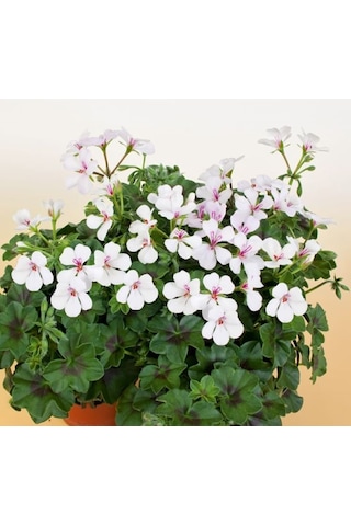 Pamuk Beyaz Sardünya Fidesi 10-20 Cm