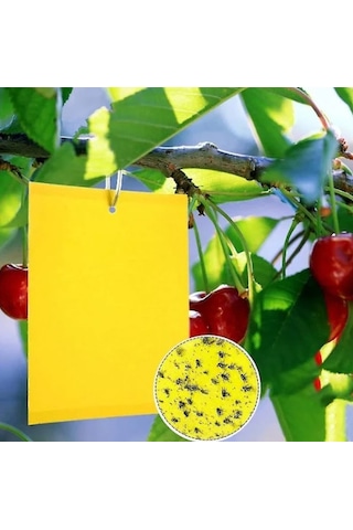 Sarı Yapışkan Levha Tuzak 25 40