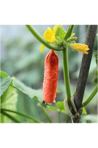 Nadir Ithal Kırmızı Salatalık Tohumu 5 Adet Tohum Red Cucumber