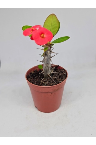 Videolu Milli Dikenler Tacı İri Kırmızı Çiçek Açan 5-7 Cm Saksılı Euphorbia