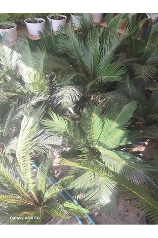Cycas Revoluta-sikas - Japon Sago Palmiyesi - Gövde Boyu 55-80 Cm
