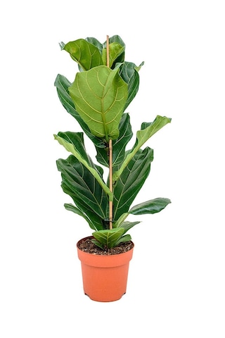Ficus Lyrata - Keman Yapraklı Kauçuk 60-80 cm