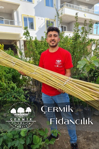 1,5 Metre Fidan Bitki Destek Çubuğu Bambu 30 Adet