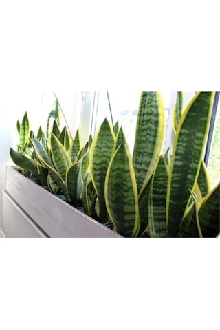 Sarı Çizgili Kılıç Çiçeği Peygamber Kılıcı Paşa Kılıcı 20-30 Cm