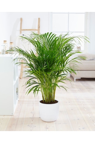 Areka Palmiyesi - Areca Palm 90-100 Cm