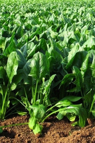 Bursa Geniş Yapraklı Yerli Ispanak Tohumu 1 Kg