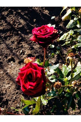 Videolu Kırmızı Ve Pembe Gül Fidanı 2 Adet Yediveren Saksılı 20-40 Cm Pink And Red Rose Sapling