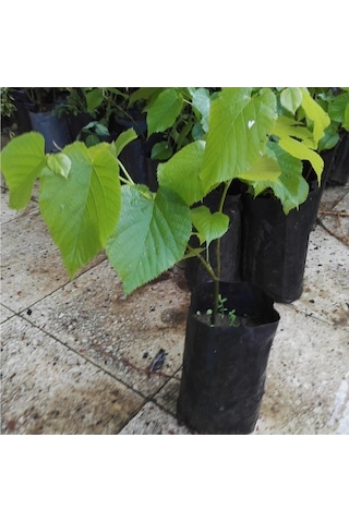 Ihlamur Ağacı Fidanı, Tüplü Her Mevsim Dikiebilr. 40-50 cm. Siyah