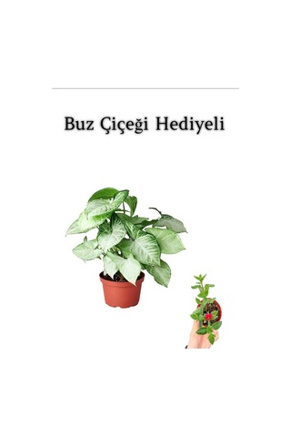Sevgililer Günü Hediyesi Zarif Yapraklı Melek Kanadı Bitkisi Buz Çiçeği Hediyeli
