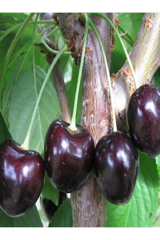 2 Adet Kara ( Siyah ) Kiraz Fidanı 3 Yaş