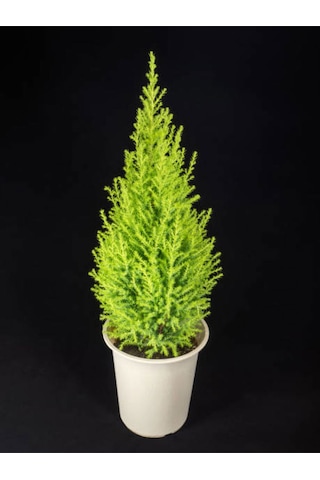 Videolu Salon Çamı Limoni Servi 30-70 Cm Saksılı Tüplü Dış Mekan Ağaçları Lemon-scented Pine