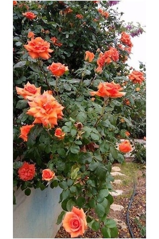Videolu Turuncu Sarmaşık Gül 25 35 Cm Tüplü Aşılı Gül Orange Rose