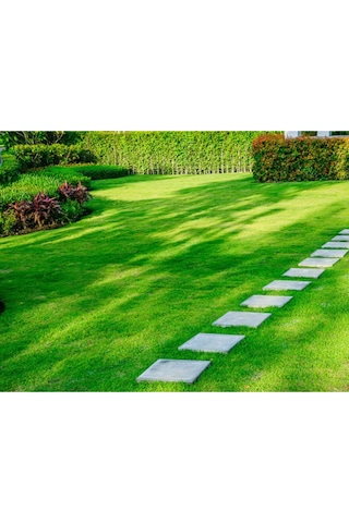 Çim Tohumu 3 Lü Karaşım Ithal Çim Tohumu 1000 Gram Tohum