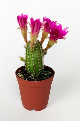 Yılan Kaktüs Fuşya Çiçekli Pilosocereus Silvestrii Hibrit Nadir
