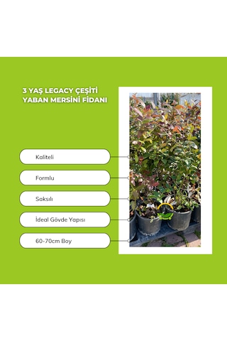 3 Yaş Legacy Çeşiti Yaban Mersini Fidanı
